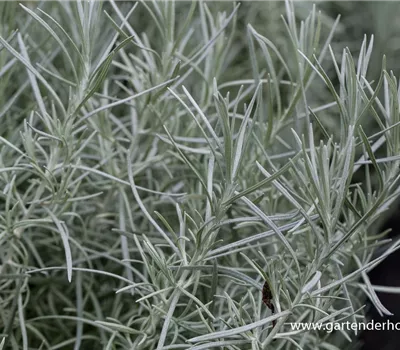 Garten-Currykraut 'Tall'