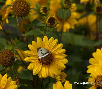Garten-Stauden-Sonnenblume 'Capenoch Star'