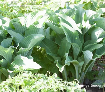 Graublaue Garten-Funkie 'Krossa Regal' Graublaue Garten-Funkie 'Krossa Regal'