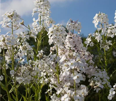 Garten-Nachtviole 'Alba' Garten-Nachtviole 'Alba'