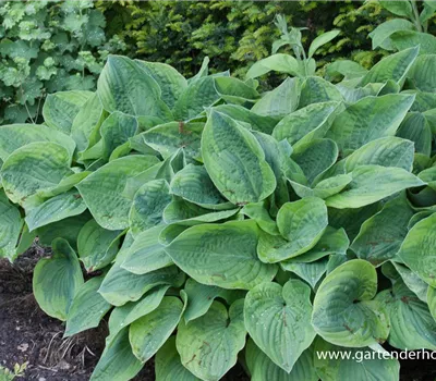 Löffelblatt-Funkie Löffelblatt-Funkie