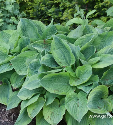 Löffelblatt-Funkie Löffelblatt-Funkie