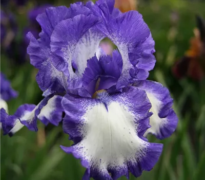 Hohe Garten-Schwertlilie