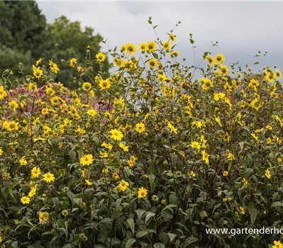 Kleinblumige Stauden-Sonnenblume