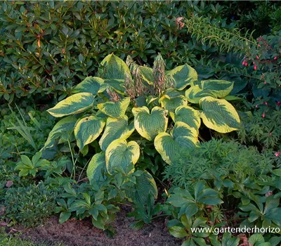 Blaue Gelbrand-Garten-Funkie 'Frances Williams' Blaue Gelbrand-Garten-Funkie 'Frances Williams'