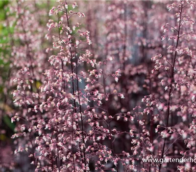 Garten-Silberglöckchen 'Black Beauty'® Garten-Silberglöckchen 'Black Beauty'®