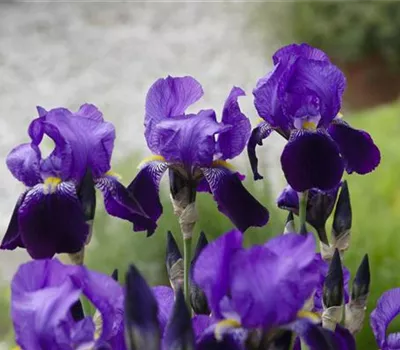 Zwergige Garten-Schwertlilie 'Hamburger Nacht' Zwergige Garten-Schwertlilie 'Hamburger Nacht'