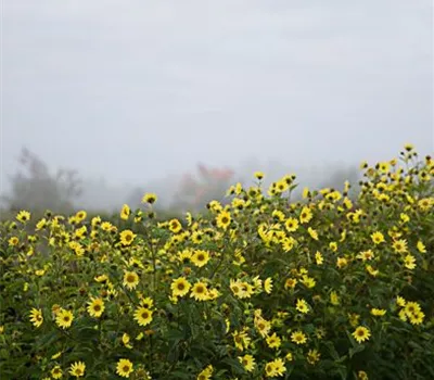 Kleinblumige Garten-Sonnenblume 'Lemon Queen'