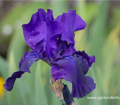 Hohe Bartiris 'Superstition'