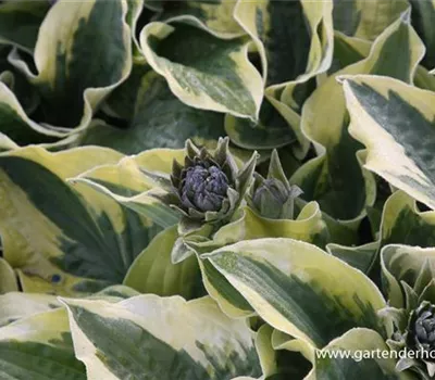 Löffelblatt-Funkie Löffelblatt-Funkie