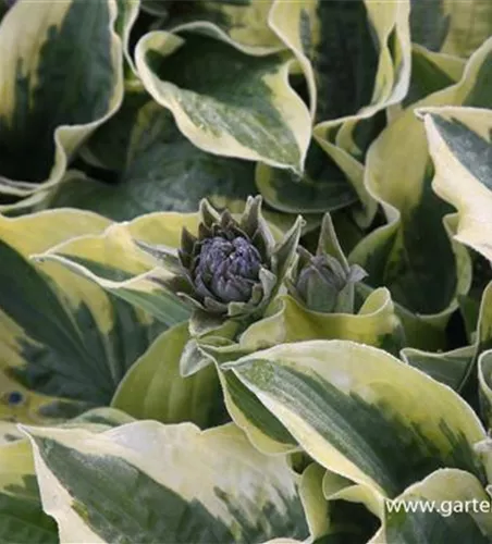 Löffelblatt-Funkie Löffelblatt-Funkie