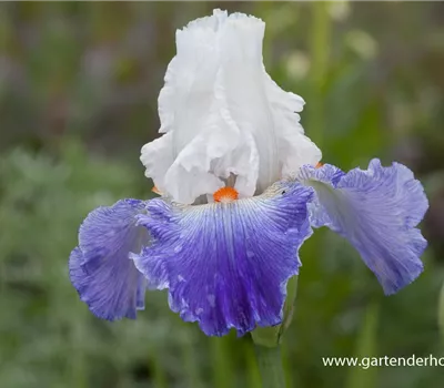 Hohe Bartiris 'Parisien'