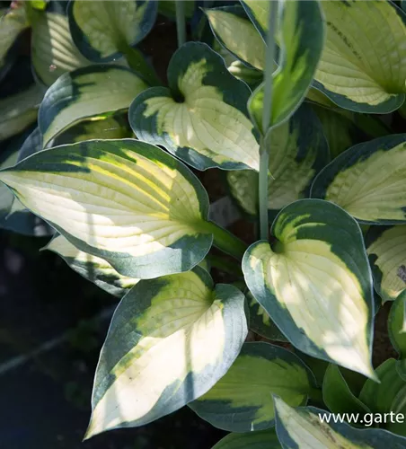 Garten-Funkie 'Captain Kirk' Garten-Funkie 'Captain Kirk'