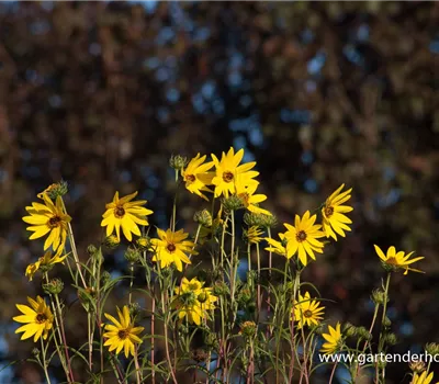 Weidenblättrige Sonnenblume