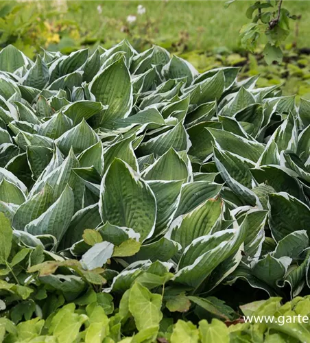 Hosta x fortunei 'Francee' Hosta x fortunei 'Francee'