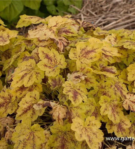 Heucherella(x) tiarell.'Solar Power' -R- Heucherella(x) tiarell.'Solar Power' -R-