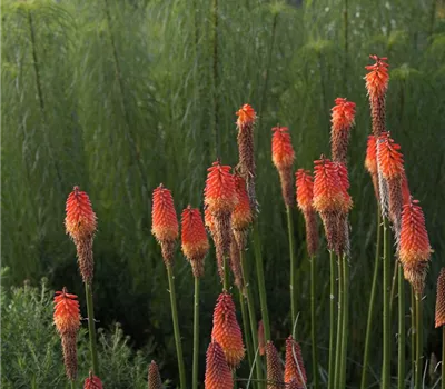 Weidenblättrige Sonnenblume