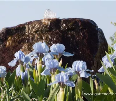 Zwergige Garten-Schwertlilie 'Blue Denim'
