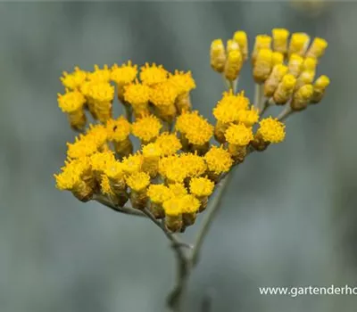 Currykraut Currykraut