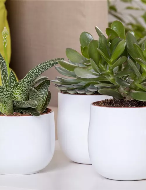 Aloe Vera - die Pflanze, die schön macht