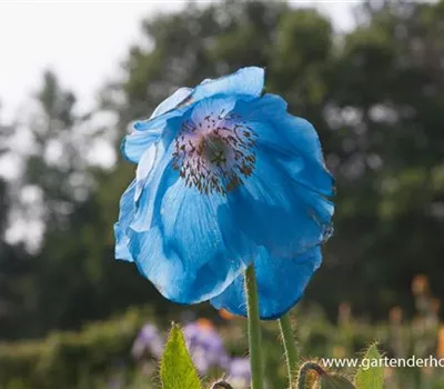 Scheinmohn 'Lingholm'