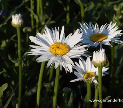Großblumige Garten-Margerite 'Brightside'