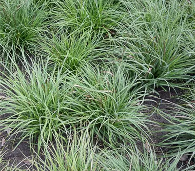 Schnee-Hainsimse Schnee-Hainsimse