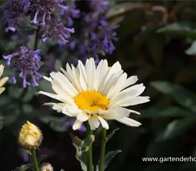 Großblumige Garten-Margerite 'Broadway Lights'®