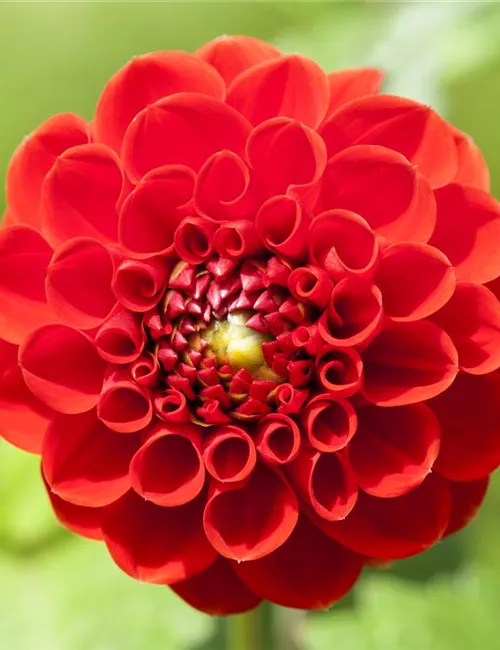 Dahlien – Blütenzauber im Sommer