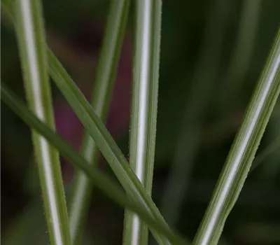 Garten-Chinaschilf 'Federweißer' Garten-Chinaschilf 'Federweißer'