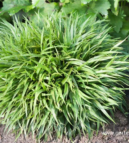 Behaarte Garten-Hainsimse 'Igel' Behaarte Garten-Hainsimse 'Igel'