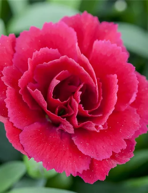 Der 1. Mai – was hat er mit Pflanzen und Blumen zu tun?