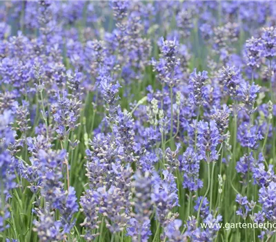 Provence-Lavendel