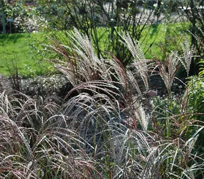 Garten-Chinaschilf Garten-Chinaschilf