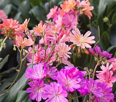 Garten-Bitterwurz 'Regenbogen' Garten-Bitterwurz 'Regenbogen'