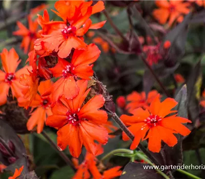 Garten-Bastard-Lichtnelke Garten-Bastard-Lichtnelke