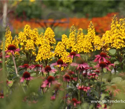 Hesses Garten-Goldkolben 'Laternchen'®