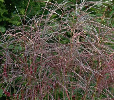 Garten-Chinaschilf 'Flamingo' Garten-Chinaschilf 'Flamingo'