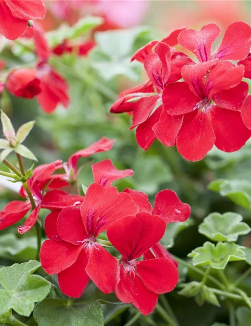 Die idealen Nachbarn für Geranien