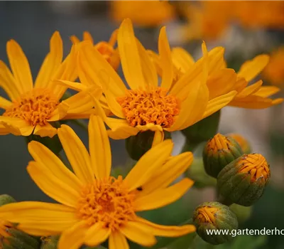 Palmblatt-Goldkolben