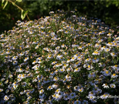 Garten-Schönaster