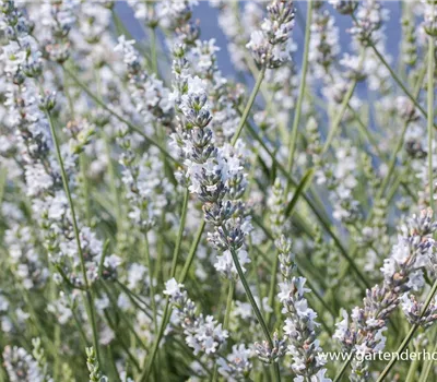 Bastard-Garten-Lavendel 'Edelweiß'