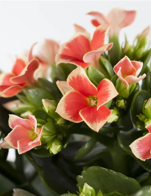 Die Kalanchoe - unsterbliche Schönheit