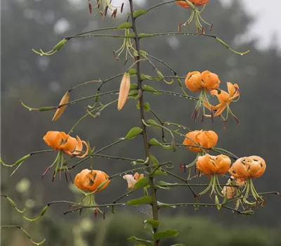 Riesen-Türkenbund-Lilie
