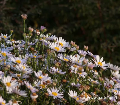 Garten-Schönaster 'Madiva'