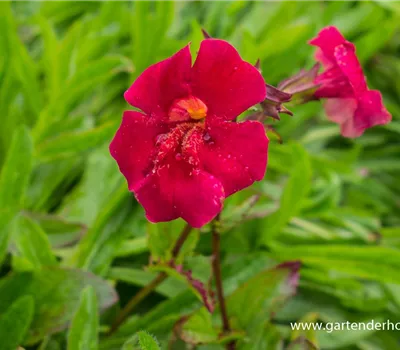 Garten-Gauklerblume 'Roter Kaiser'