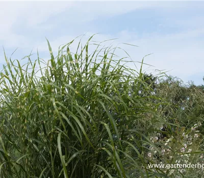 Garten-Chinaschilf 'Giraffe' Garten-Chinaschilf 'Giraffe'