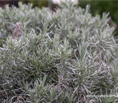 Bastard-Garten-Lavendel