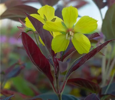 Bewimperter Garten-Felberich 'Firecracker'