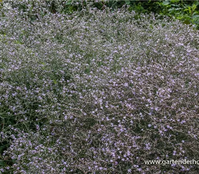 Breitblättriger Steppenschleier